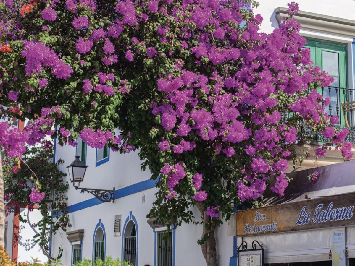 07-Gran-Canaria013-Groot