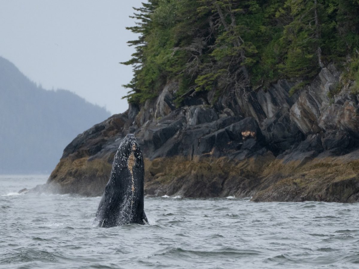 Inian_Islands_Alaska-Khutzeymateen-Humpback-DSear-4June2024-02-Groot