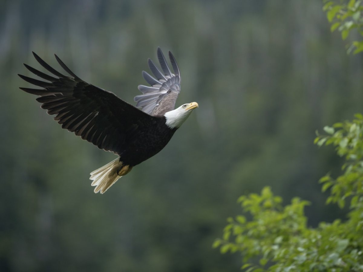 SBN_ABC_RSAY17_Bald-Eagle_Alaska_6-Groot