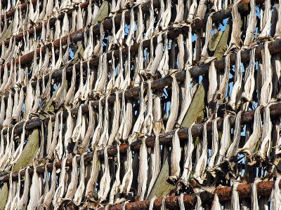 noors-lapland-noorderlicht-drogende-kalbeljauw